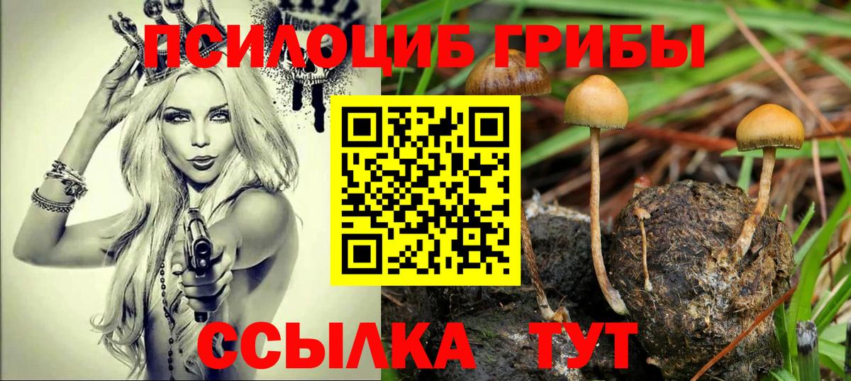 Долгопрудный  Галлюциногенные грибы Cubensis  Вход с VPN 